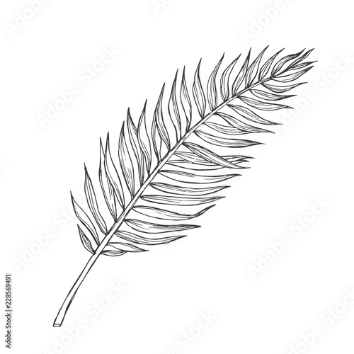 Vector vintage palm leaf in engraving style. Hand drawn botanical illustration of tropical plant branch isolated on white. Floral sketch.