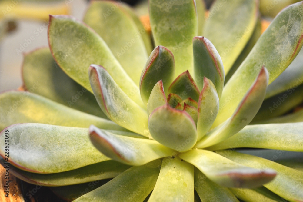 Macro Succulent 