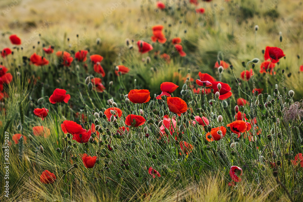 Fototapeta premium Dzikie jesienne pole z kwiatami papaver
