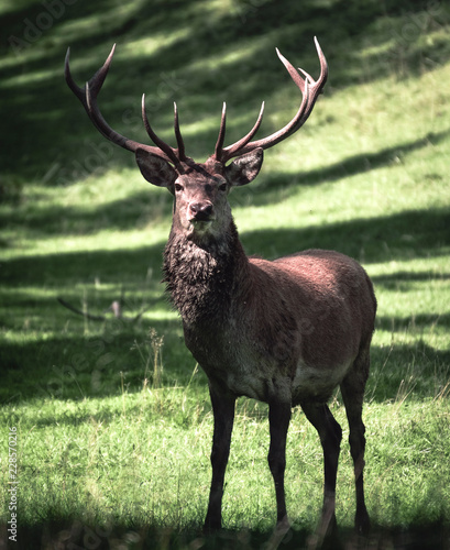 Majestic 