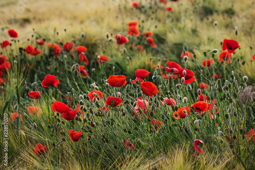Wild autumn field with papaver flowers