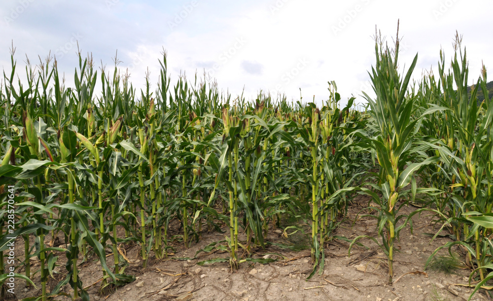 Corn after removing panicles on the maternal line