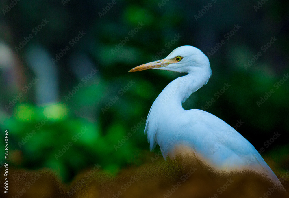 Cattle Egret in the garden in its natural habitat in a soft blurry background. Cattle Egret in the garden in its natural habitat in a soft blurry background.