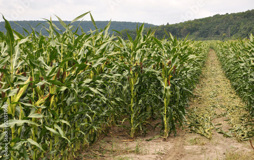Corn after removing panicles on the maternal line