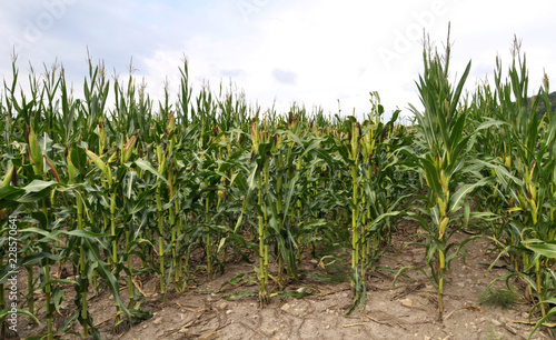 Corn after removing panicles on the maternal line