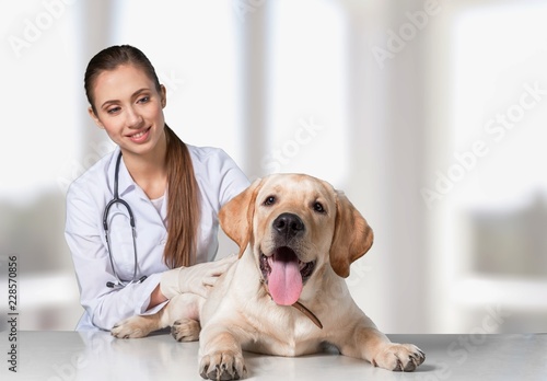 Fototapeta Naklejka Na Ścianę i Meble -  Beautiful young veterinarian with a dog on a white background