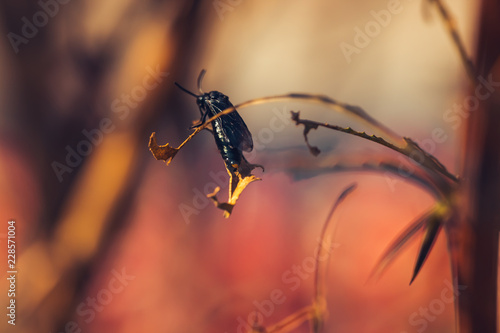 Черная жужелица сидит на ветке, насекомое © danysharipova