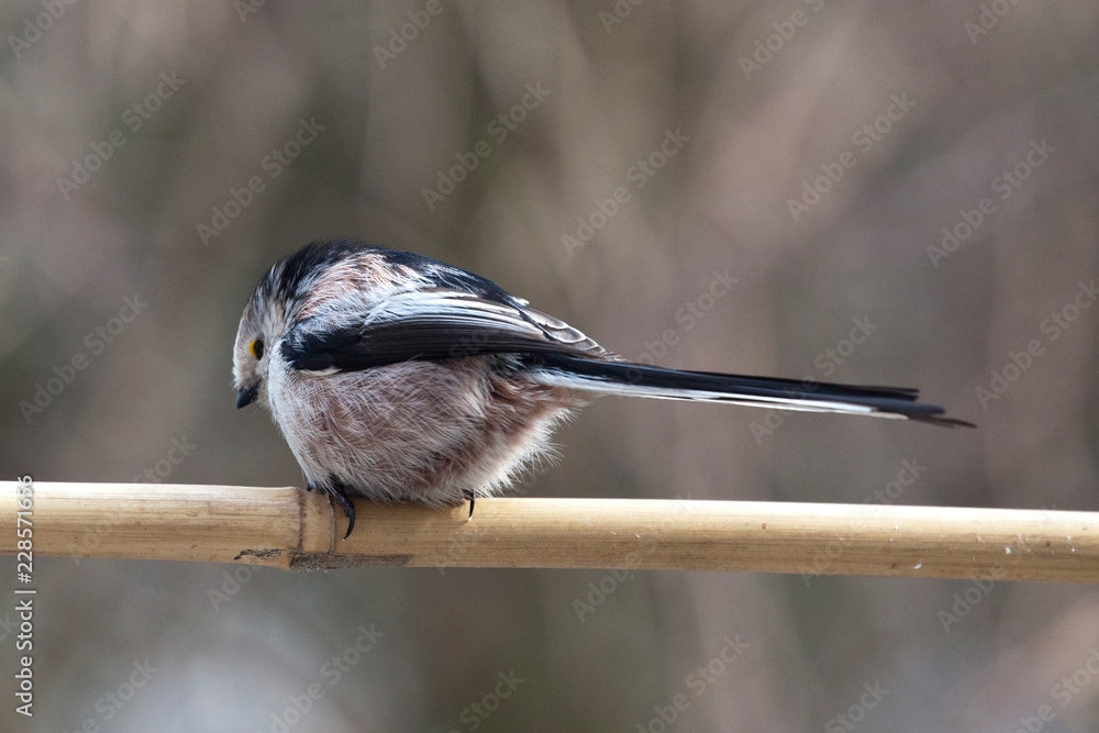 Naklejka premium Schwanzmeise aus Holzstab sitzend von hinten