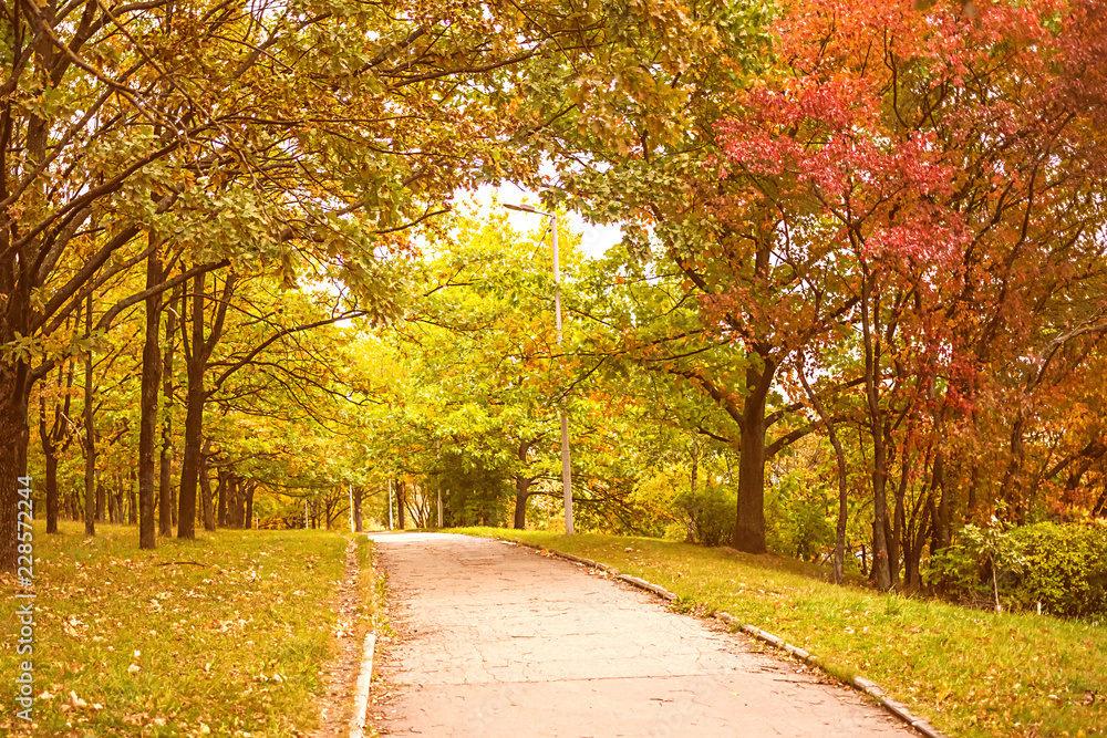 Naklejka premium early autumn, the path in the autumn alley
