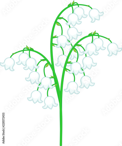 Lily of the valley inflorescence with white flowers isolated on white background