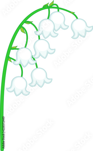 Lily of the valley inflorescence with white flowers isolated on white background