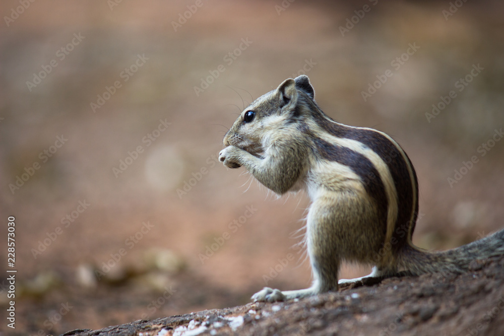 Fototapeta premium Squirrels are members of the family Sciuridae, a family that includes small or medium-size rodents.