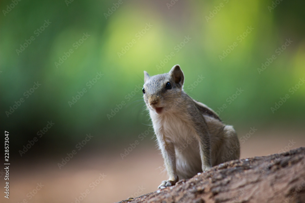 Squirrels are members of the family Sciuridae, a family that includes small or medium-size rodents. Squirrels are members of the family Sciuridae, a family that includes small or medium-size rodents.