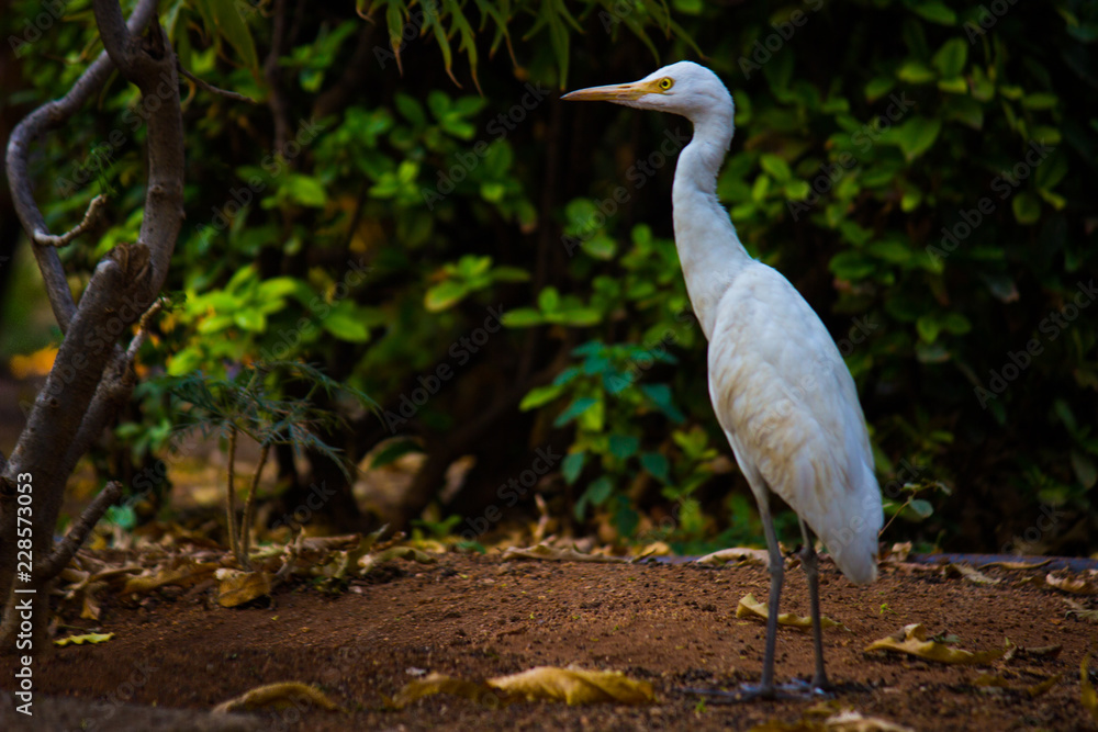 Cattle Egret in the garden in its natural habitat in a soft blurry background. Cattle Egret in the garden in its natural habitat in a soft blurry background.