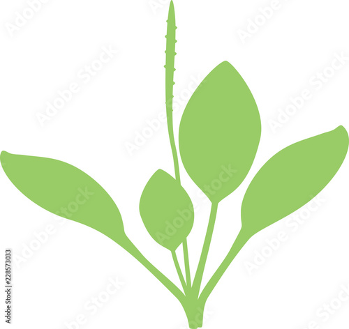 Silhouette of Greater plantain or Plantago major. Plant with leaves and inflorescence isolated on white background
