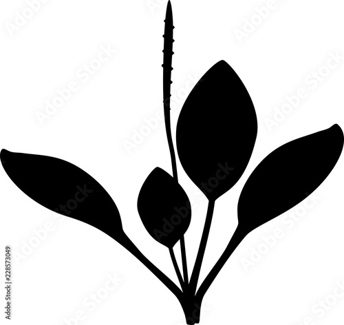 Silhouette of Greater plantain or Plantago major. Plant with leaves and inflorescence isolated on white background