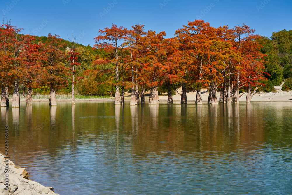 Majestic Taxodium distichum stand in a gorgeous lake against the backdrop of the Caucasian mountains in the fall and look like gold. Autumn. October. Sukko Valley. Anapa. Krasnodar region. Russia. Majestic Taxodium distichum stand in a gorgeous lake against the backdrop of the Caucasian mountains in the fall and look like gold. Autumn. October. Sukko Valley. Anapa. Krasnodar region. Russia.