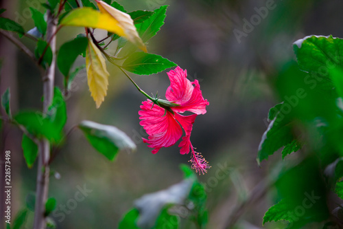 Hibiscus flower © Robbie Ross