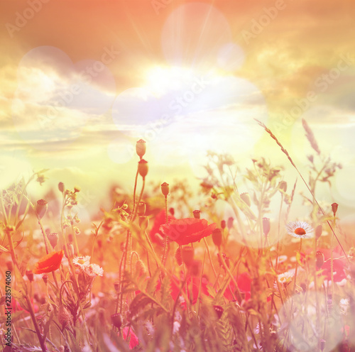 Beautiful meadow and nice flowers. Summer landscape © Belight