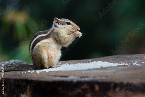 Squirrels are members of the family Sciuridae, a family that includes small or medium-size rodents. The squirrel family includes tree squirrels, ground squirrels, chipmunks, marmots, flying squirrels,