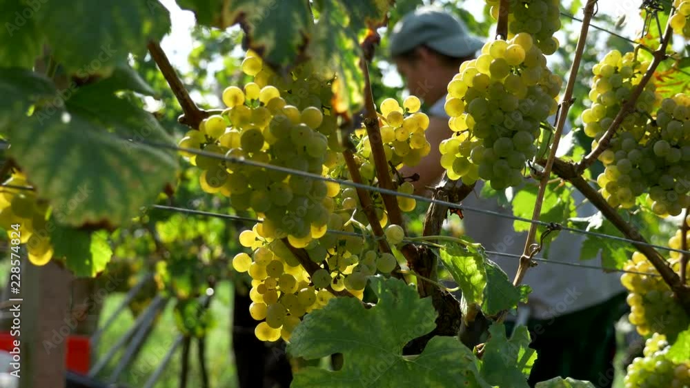 4K close up grape harvest, wine, plantation 4K close up grape harvest, wine, plantation