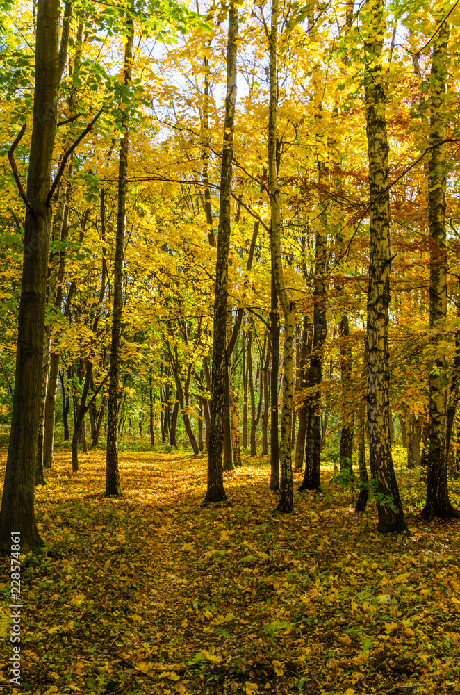 City park in the sunny day in the autumn season