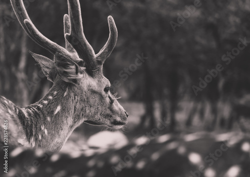 Fototapeta Naklejka Na Ścianę i Meble -  Deer