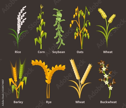  ereals and legumes of various agricultural types of culture. Barley and wheat, rice and buckwheat, millet and pea, chickpea. Grain and beans. photo