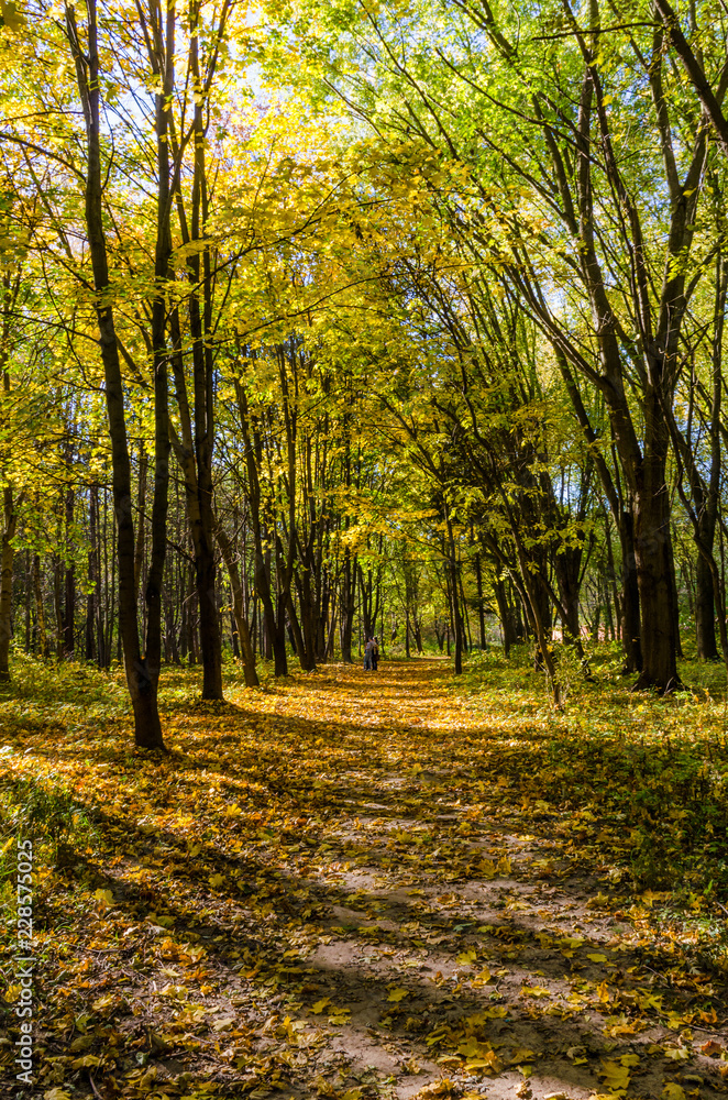 City park in the sunny day in the autumn season City park in the sunny day in the autumn season