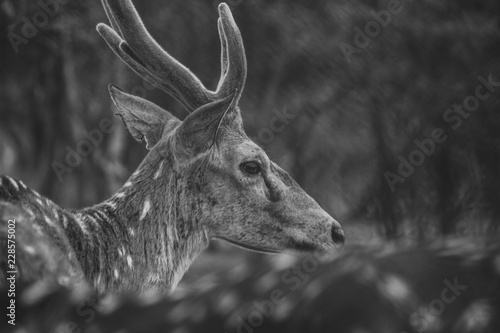 Fototapeta Naklejka Na Ścianę i Meble -  Deer