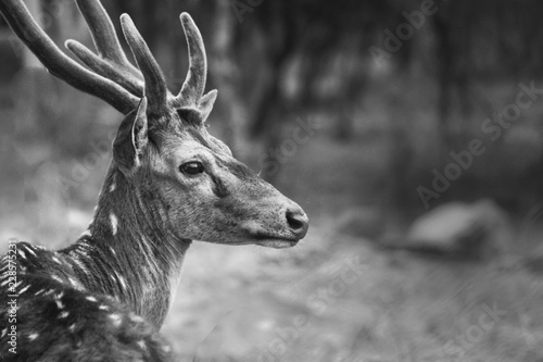 Fototapeta Naklejka Na Ścianę i Meble -  Deer