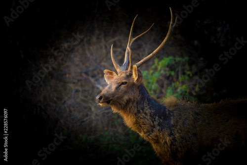 Fototapeta Naklejka Na Ścianę i Meble -  A portrait of a Deer