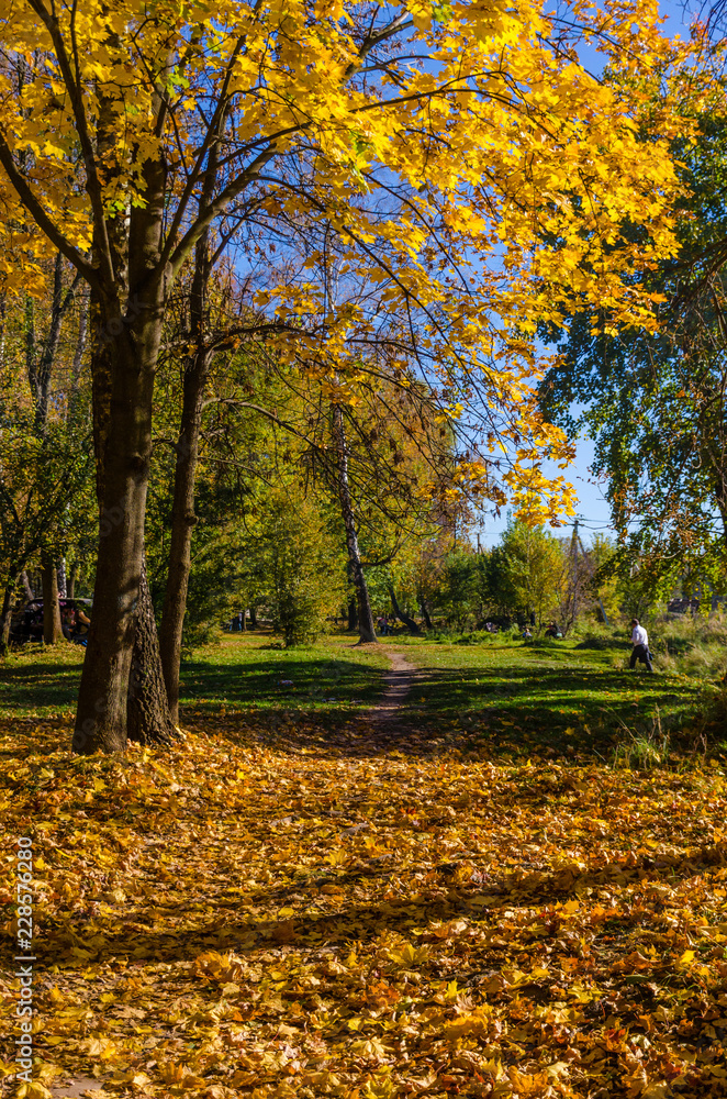 City park in the sunny day in the autumn season City park in the sunny day in the autumn season