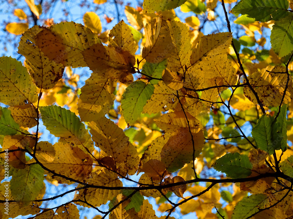 Fototapeta premium Beech Autumn Leaves during a Sunny Day