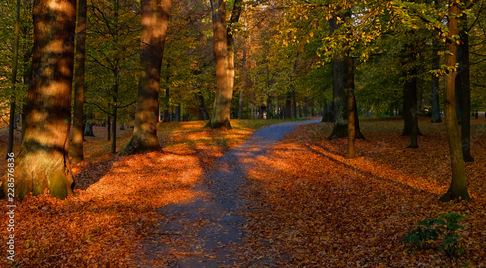 Naklejka premium Autumn in a Park