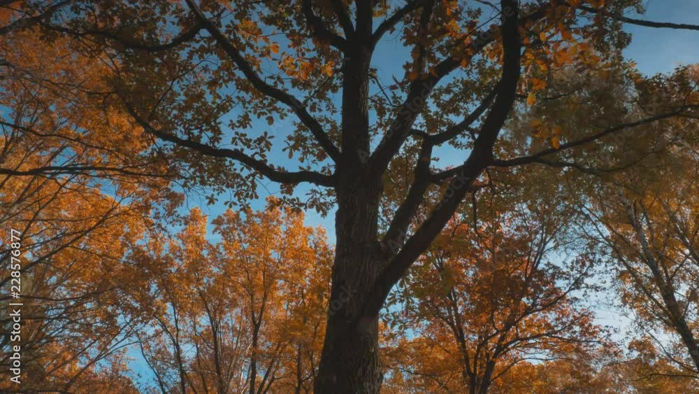 Autumn forest with golden yellow leaves and blue sky on background, sunlight through trees, perfect beautiful weather Autumn forest with golden yellow leaves and blue sky on background, sunlight through trees, perfect beautiful weather