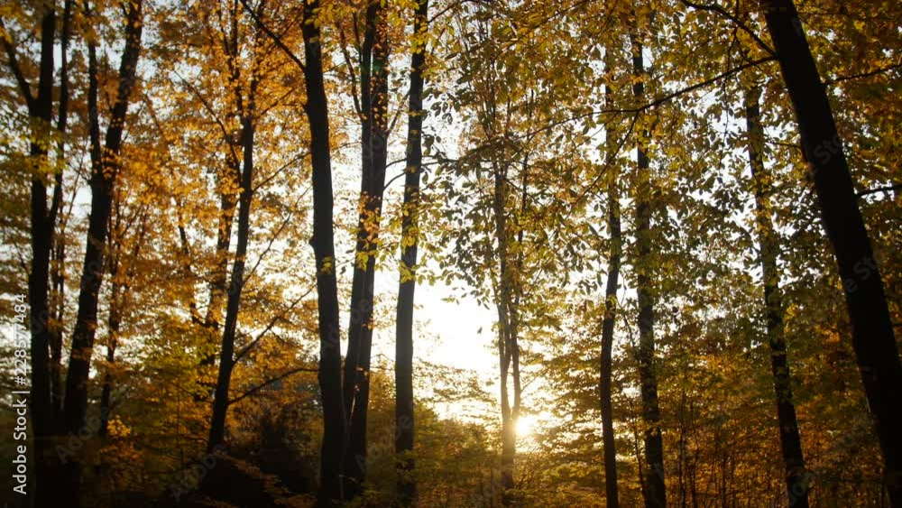 Autumn forest Autumn forest