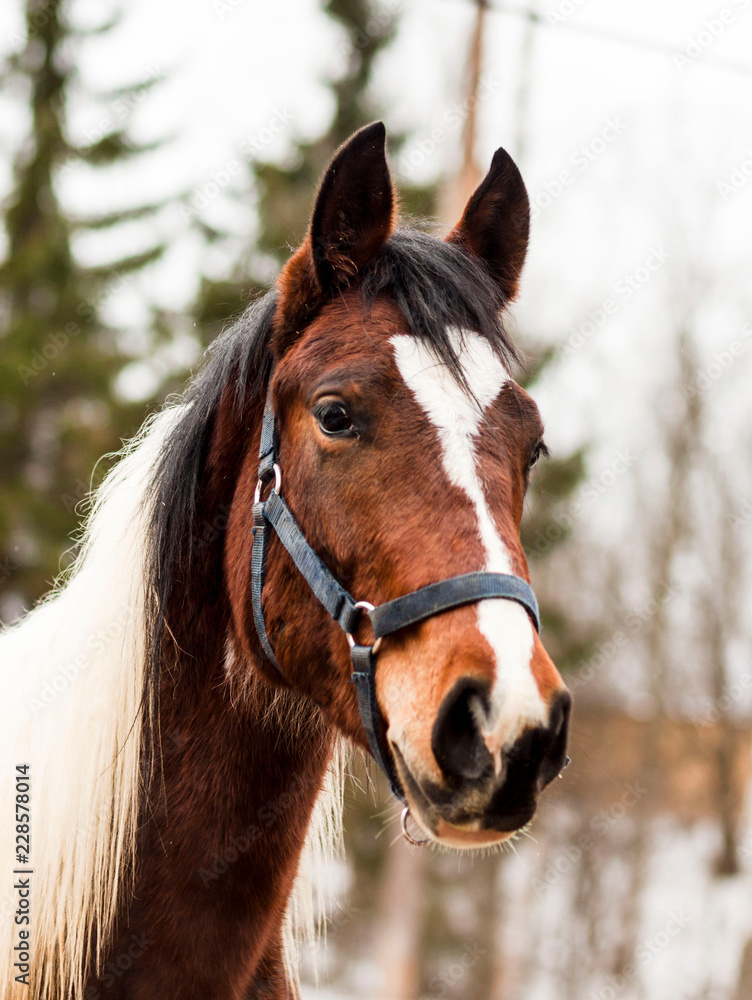 portrait of a horse portrait of a horse