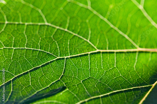 Green leaf background texture in macro closeup