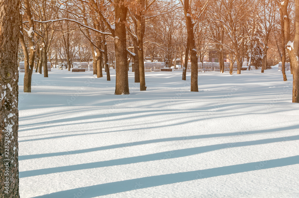 Obraz premium city park in winter, trees alley in the setting sun