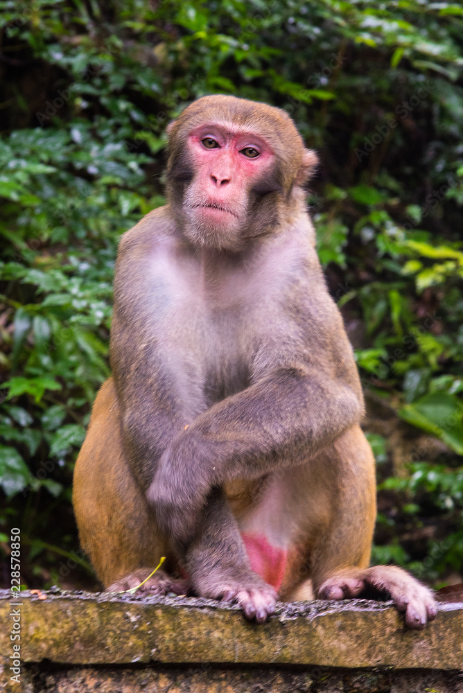 Rhesus Macaque, Macaca mulatta, seen near the Golden Whip Stream, Zhangjiajie UNESCO Global Geopark, Hunan, China.
