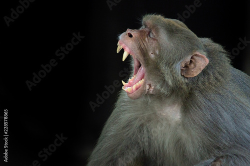 A Portrait of The Rhesus Macaque Monkey in its natural habitat.