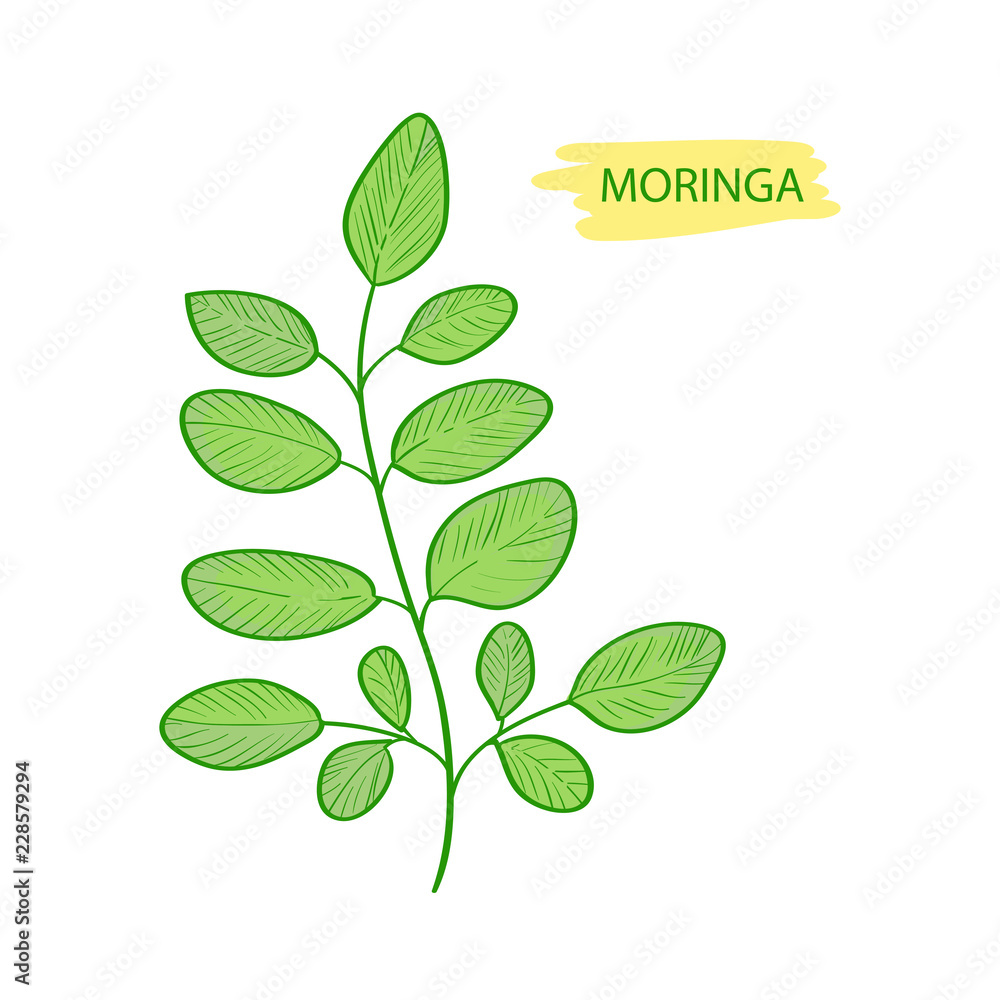 Moringa. Plant. Leaves. On a white background.