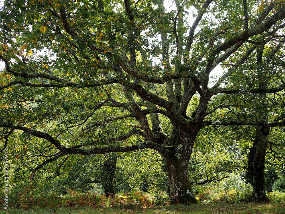 Bosque de robles en otoño