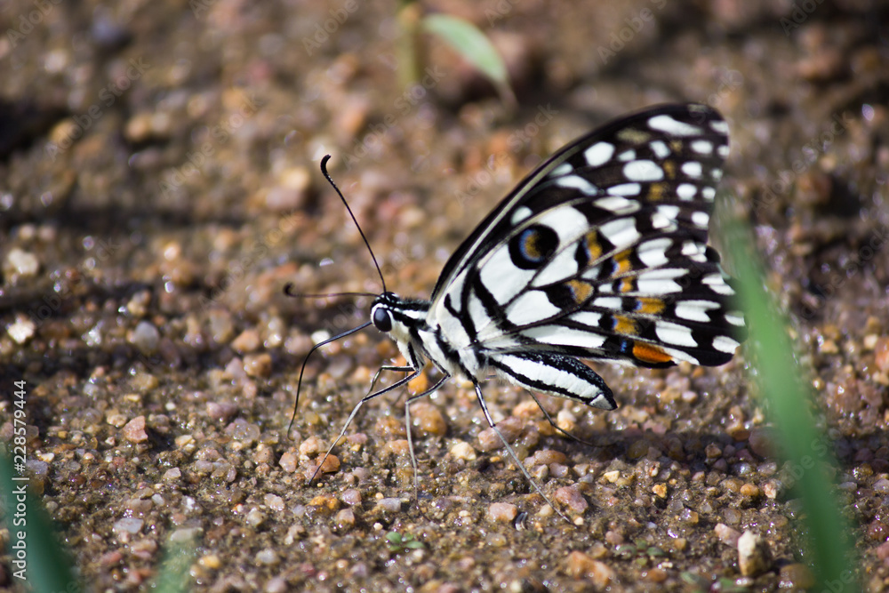 Obraz premium Common lime butterfly sitting on the flower plants in its natural habitat