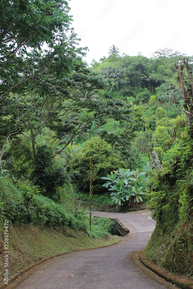 Rainforest Rainforest