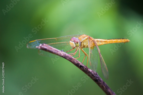 Dragonfly sitting on the flower plants in its natural habitat
