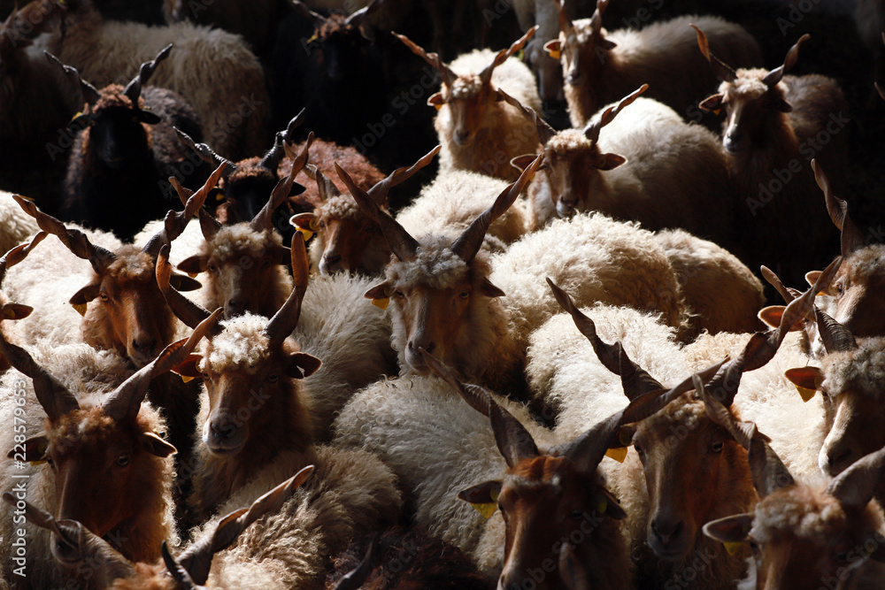 Authentic hungarian sheep breed name is racka sheep Authentic hungarian sheep breed name is racka sheep