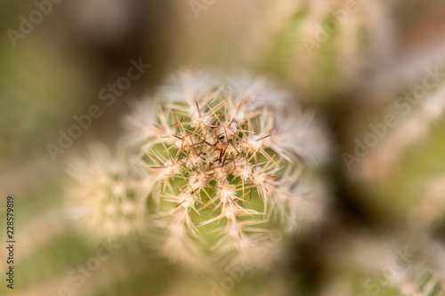 Small Cactus Close up