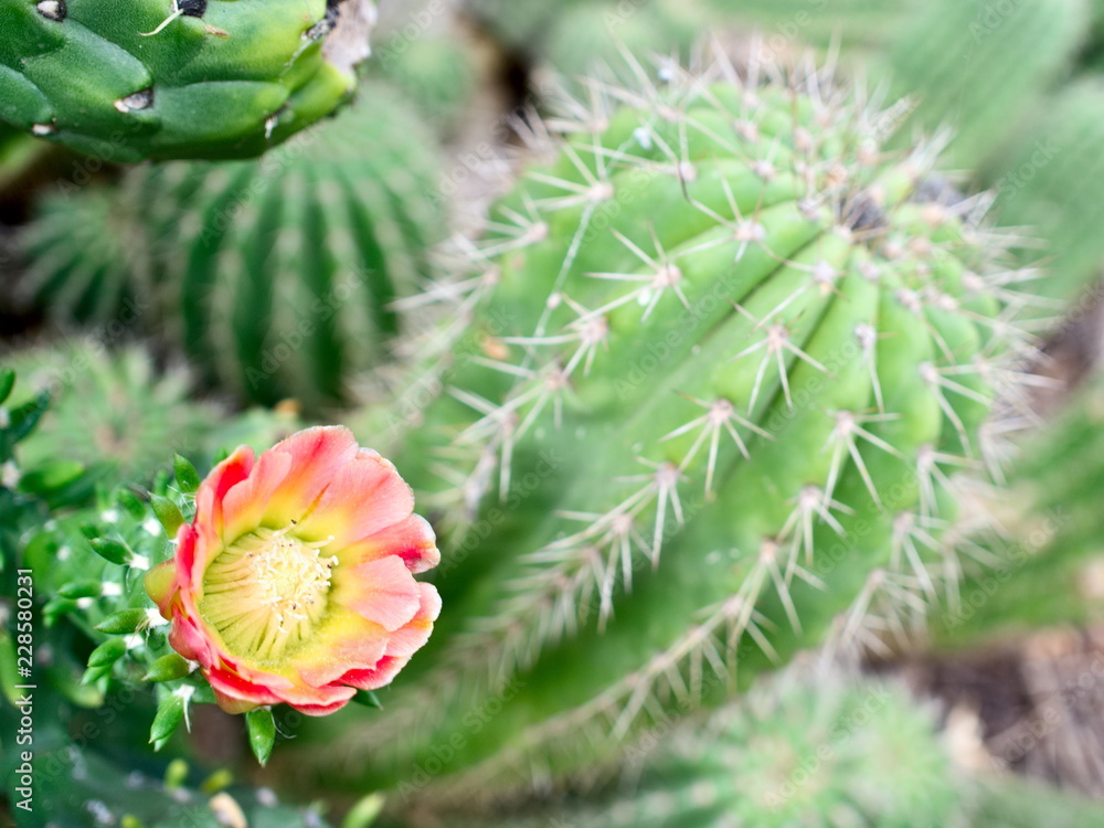 Blooming cactus in the Funchal botanical garden Blooming cactus in the Funchal botanical garden